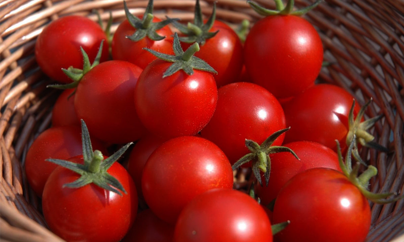 ٹماٹروں کو فریج میں ہرگز نہیں رکھیں