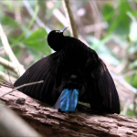 دنیا کے دس نایاب جانور