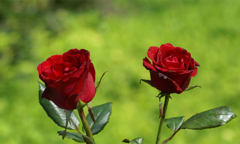 آلوکی مدد سے گلاب اُگائیں