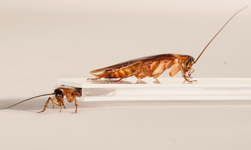 لال بیگ سے پریشان افرادیہ چیز گھر کے کونوں میں چھڑکیں اور دوسرے دن کمال دیکھیں