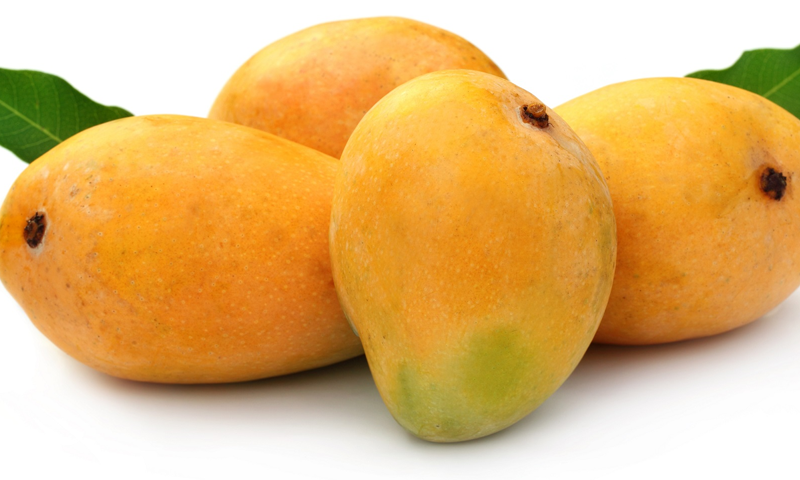 آم توڑنے کا منفرد اور آسان طریقہ