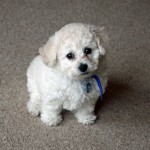 دنیا کے دس سب سے خوبصورت اور چھوٹی نسل کے کتّے