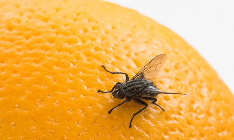 گھر سے مکھیوں کو دور رکھنے کا فوری اور آسان طریقہ