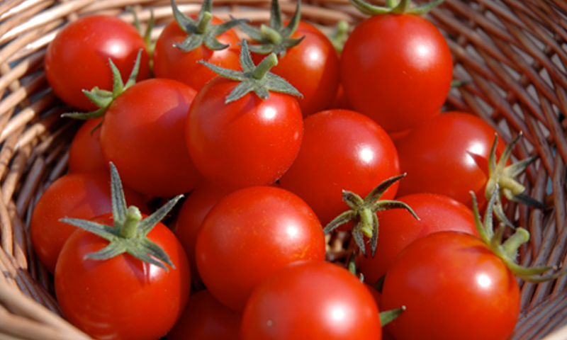 ٹماٹر&nbsp; کینسر سے بچاؤ میں مفید