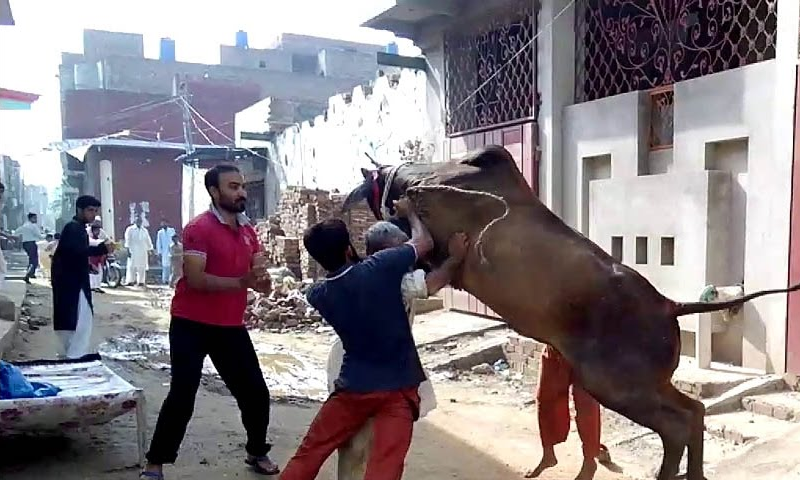 چھوٹا مگر بہت ہی خطرناک بچھڑا، ویڈیو دیکھیں