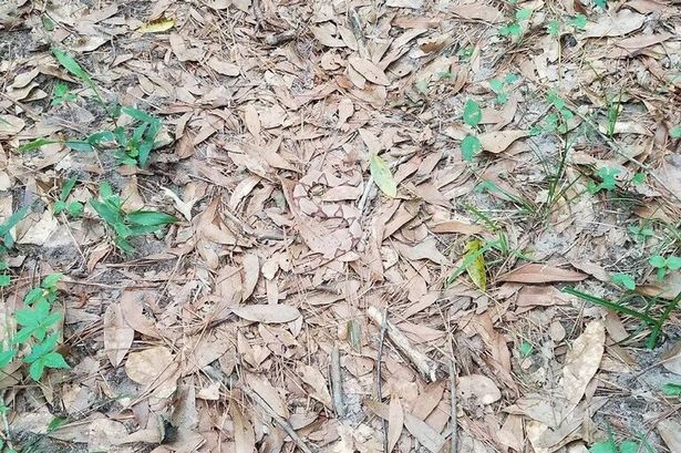 اس تصویر میں چھپا سانپ تلاش کیجئے