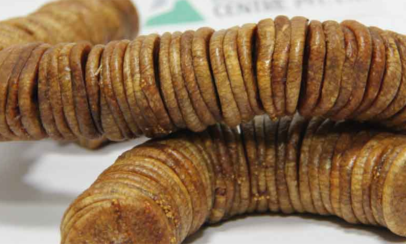 انجیر کرشماتی پھل اور اسکے حیران کن فوائد