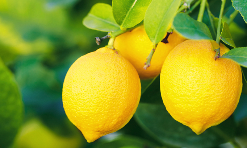 لیموں کو اس طرح استعمال کریں اور 2 ماہ میں 10 کلو وزن کم کریں