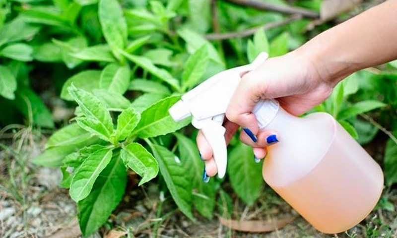 اپنے پودوں پر سرکہ چھڑکیں اور پھر کمال دیکھیں۔۔۔