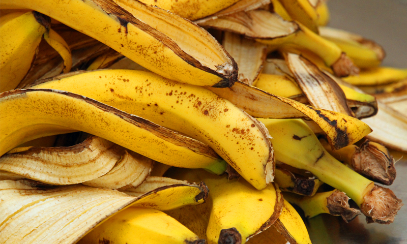 یہ پڑھنے کے بعد آپ بھی کبھی کیلے کے چھلکے نہیں پھینکیں گے