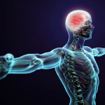 انسانی جسم سے متعلق انتہائی اہم معلومات