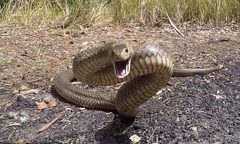 دورانِ شوٹنگ سانپ کے کاٹنے سے اداکارہ جاں بحق