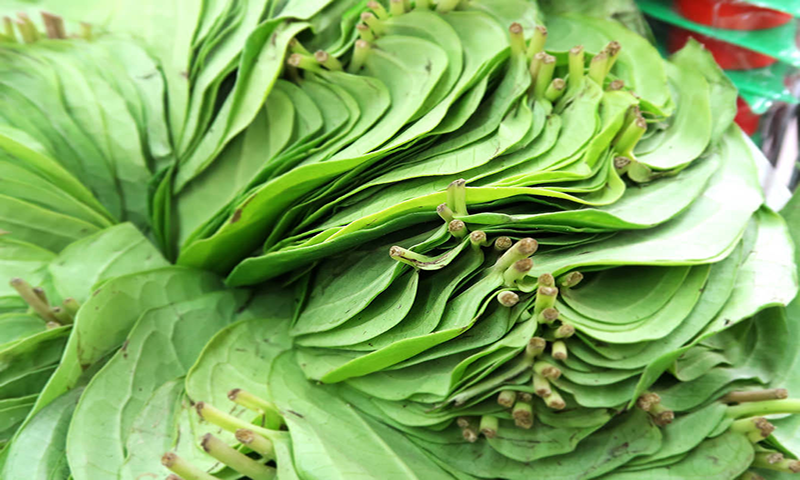 پان کے 9 حیرت انگیزفوائد