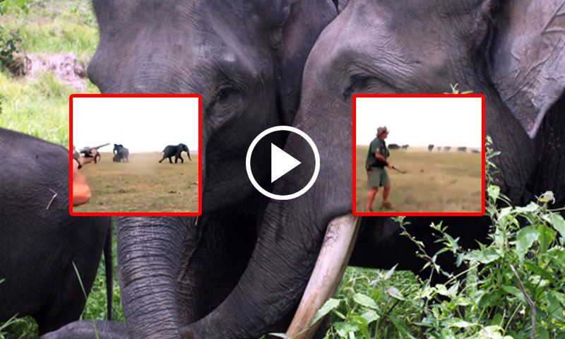 ایک ہاتھی پر حملہ کرکے شکاریوں کی جان حلق میں آگئی