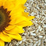 سورج مکھی کے بیجوں سے ذیابیطس کا علاج