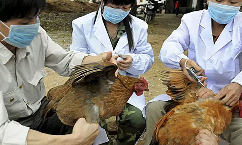 چین کے جنوبی صوبے میں برڈ فلو پھیلنے لگا