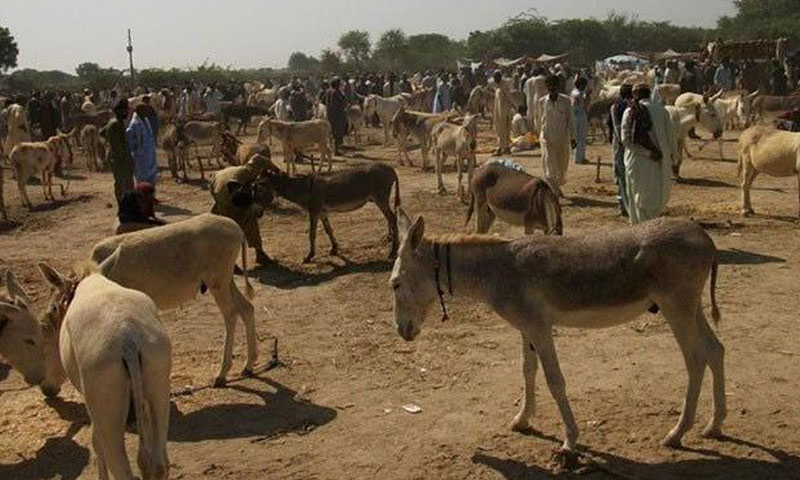 پاکستان میں گدھوں کی تعداد میں اضافہ پاکستان میں گدھوں کی تعداد میں اضافہ