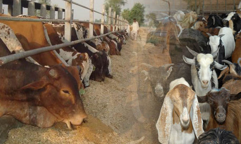 ملک میں ایک سال میں مویشیوں کی تعدادمیں 18 لاکھ کا اضافہ ملک میں ایک سال میں مویشیوں کی تعدادمیں 18 لاکھ کا اضافہ